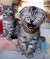 /album/diversion/animales-graciosos-6-jpg/