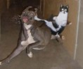 /album/diversion/fotos-graciosas-perros-gatos-p-jpg/