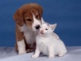 /album/diversion/fotos-perros-gatos-peqghsghyugs-jpg/