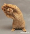 /album/diversion/gatito-jpg/